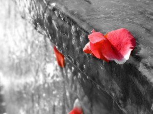 briciole-di-un-addio