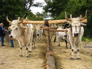 il_maggio_di_accettura