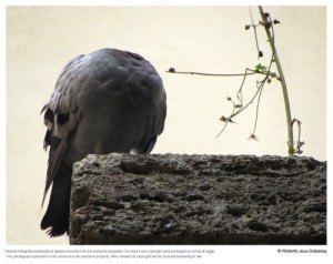 tumblr_nbcc801liE1r09koeo1_r1_500