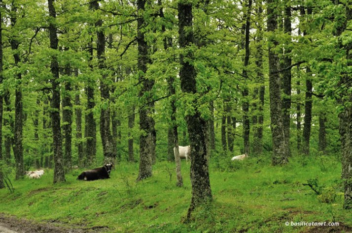 01_foresta_parcogallipolicognato