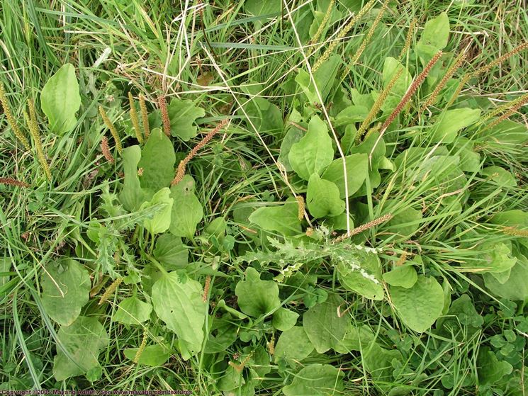 eliminare-erbacce_NG2